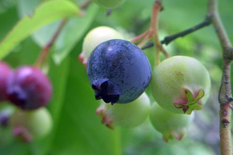 Vaccinium_corymbosum_(Northern_highbush_blueberry)