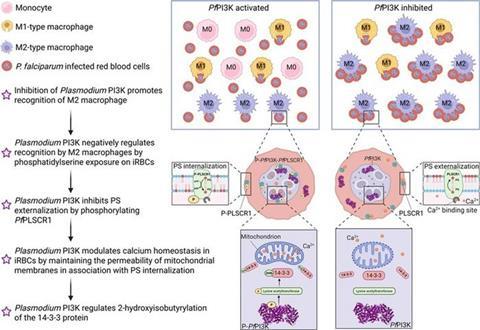 Low-Res_IICSA_30_2_Picture1
