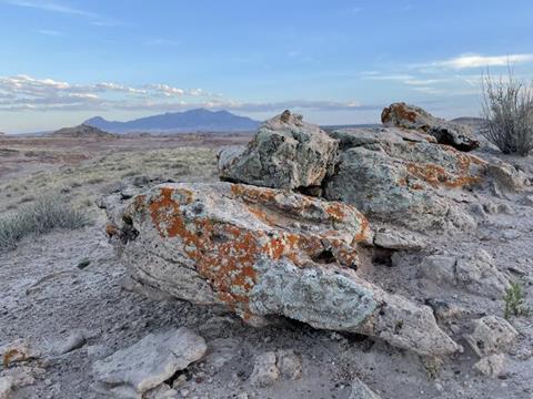 Low-Res_MDRS Lichens PSokoloff 2022