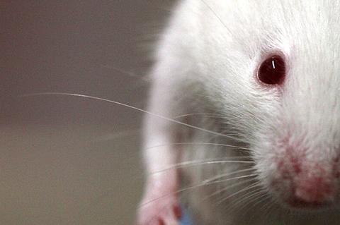 Lab_mouse_mg_3135