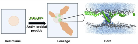 peptides