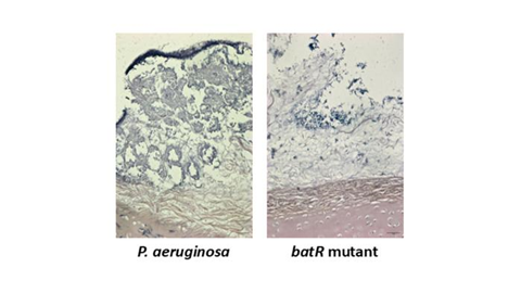 Low-Res_Jake M paper biofilm