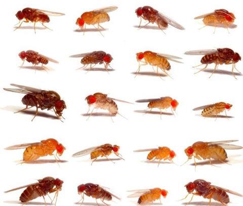 Images of 20 different fruit fly species