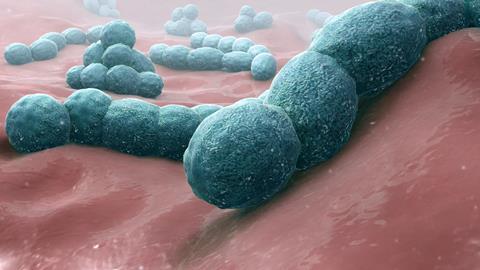 Streptococcus_pneumoniae_-_A_causative_bacteria_of_meningitis