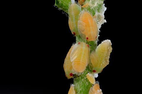 Citrus_psyllid,_larvae,_side,_ft_detrick_2014-05-01-09.38.17_ZS_PMax_(15421335605)