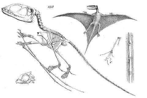 Chapman,_Evolution_of_Life_Figs_148-150