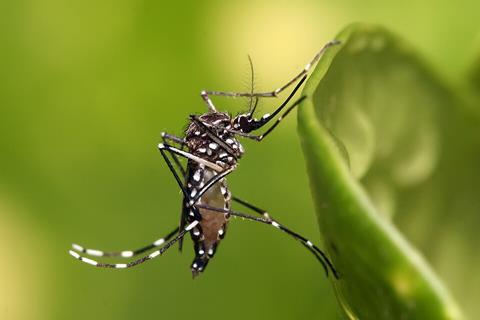 Aedes_aegypti (1)