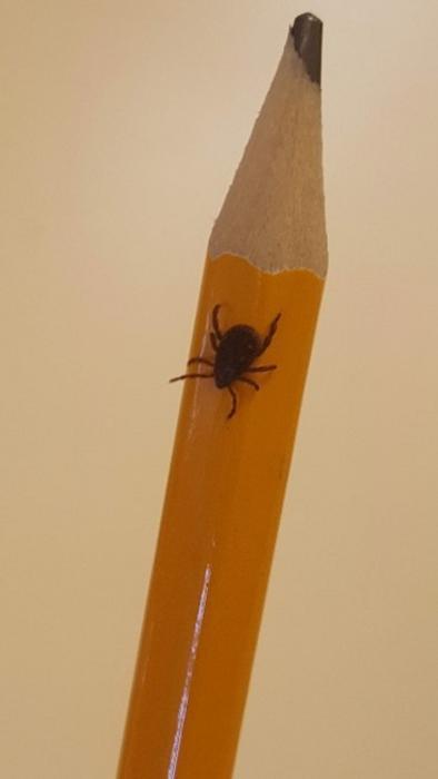 Low-Res_The Brown Dog Tick on Pencil (Credit- Authors)