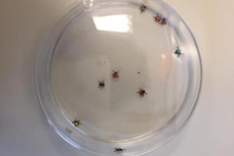 Low-Res_Colored Ticks (Credit- Authors)