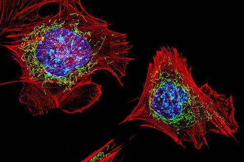 Cells_with_nuclei_in_blue,_mitochondria_in_green,_and_the_actin_cytoskeleton_in_red_(19124186316)