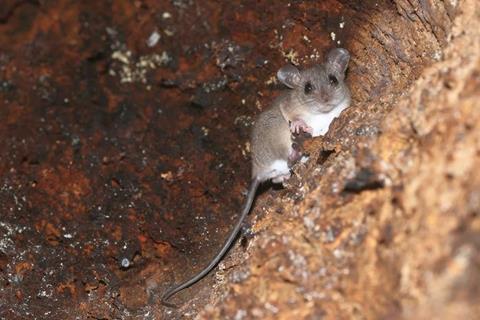 Low-Res_A mosaic-tailed rat_Mosaikschwanzratte_photo by Carlos Bocos