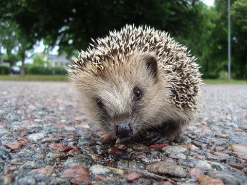 Erinaceus_europaeus_in_Avesta_08