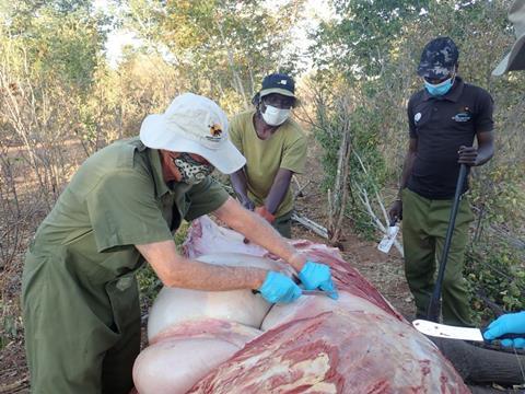 Dr Foggin stands over an elephant carcass during a postmortem exam early in the mortality event.