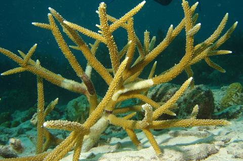 Staghorn-coral
