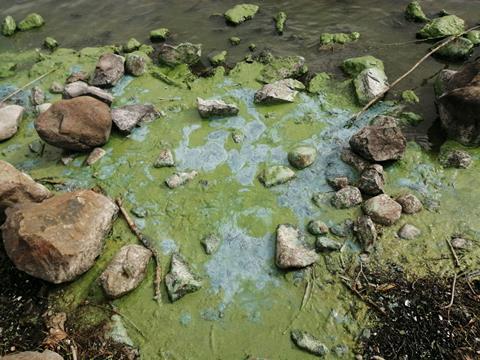 Blue-Green Algae Can Cause An Unpleasant Taste