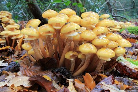 Honey Fungus