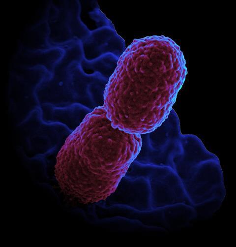 Klebsiella_pneumoniae_Bacterium_(13383468143)