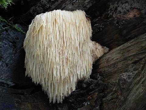 Lion's Mane