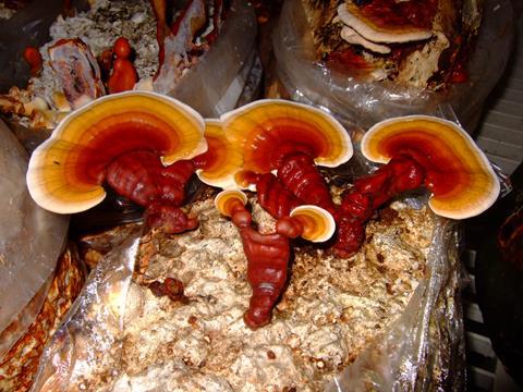 Reishi