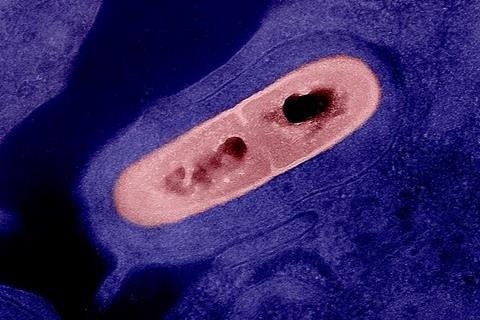 Listeria_Bacterium_02