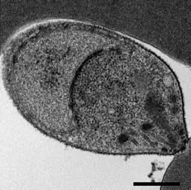 Plasmodium_knowlesi_merozoite