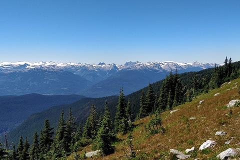 Alpine_trees_on_Whistler_Mountain