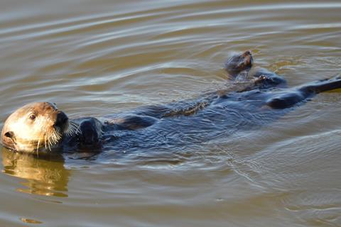 sea-otter-621104_1920