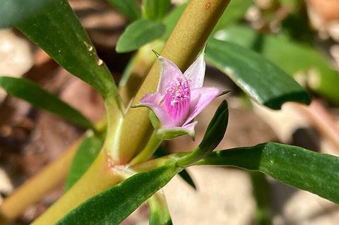 Flower_of_Sesuvium_portulacastrum
