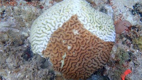 Low-Res_Brain Coral