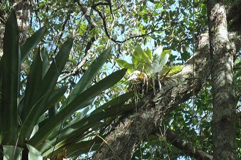 Atlantic_forest,_northeastern_Bahia,_Brazil_(6920320111)