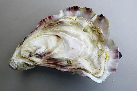 The_Pacific_oyster,_Japanese_oyster,_or_Miyagi_oyster_(Magallana_gigas)._Upper_&_lower_valves