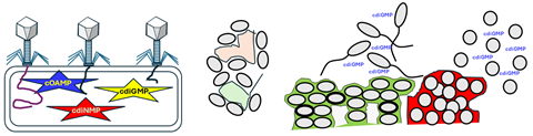 CyclicDiGMPInApplications_Figure2_NoCop_v2 (1)