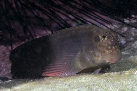 Red-lipped_Blenny_-_Ophioblennius_atlanticus