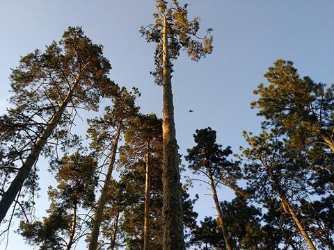 Pinus_sylvestris_in_Almaty_Botanical_Garden