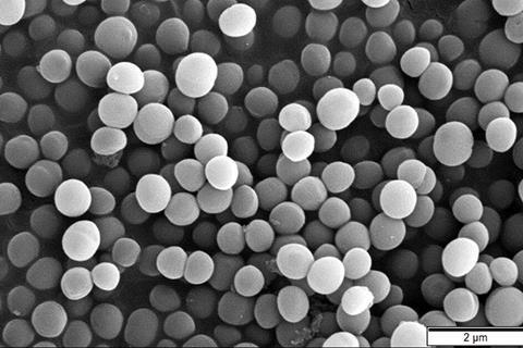 Staphylococcus_aureus_SEM