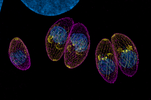 Toxoplasma_parasites_(tachyzoites)_in_a_fibroblast_host_cell