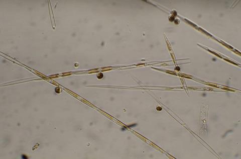 Pseudo-nitzschia