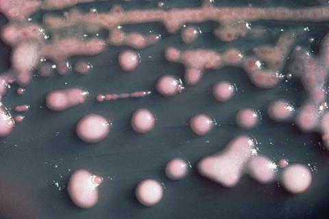 Klebsiella_pneumoniae_01