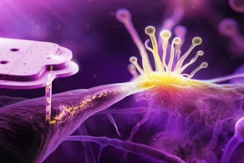 Bacteria injected into a fungus