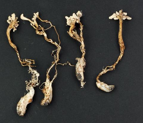 FourIsariasinclairii