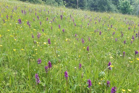 Orchids_on_Alpine_meadows