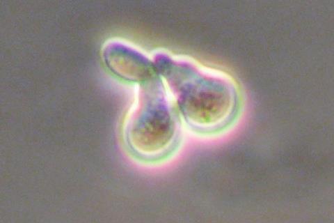 yeast sex