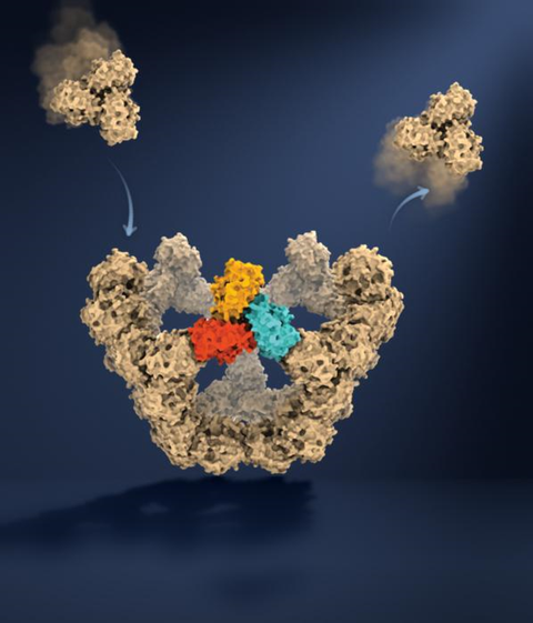 Low-Res_Viral particle assembly