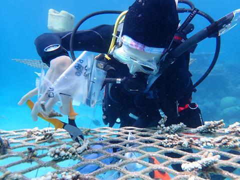 Dr Paige Strudwick sampling coral from the nursery. photo credit - Christine Roper