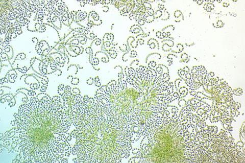 Low-Res_Wild filamentous cyanobacteria that are similar to laboratory cultures of Nostoc punctiforme