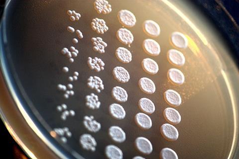 Laboratoorne_pagaripärm_(Saccharomyces_cerevisiae)_agariplaadil
