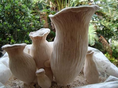 Pleurotus_nebrodensis_30057