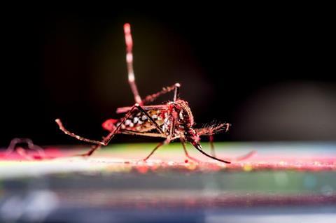 Low-Res_Aedes aegypti mosquito