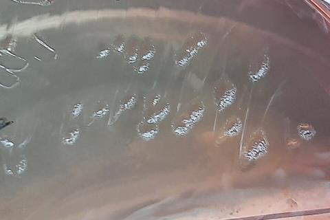 Pseudomonas_aeruginosa_colony_morphology_on_MacConkey_agar