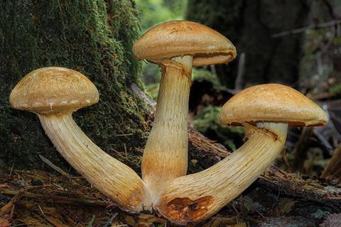 Gymnopilus_viridans_(Murrill)_Hesler_363906